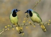Dwa Suparna Sayuja Sakhaya: Parable of two birds (Jiva+Atman)