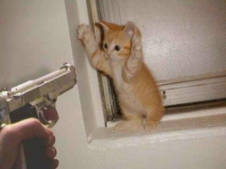 Cat Thief- Funny picture