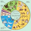 Hinduism & Science: 8.4 million Species of Life